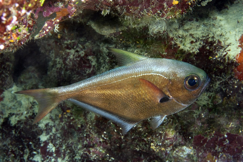 Pempheris oualensis